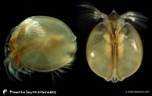 Представитель Семейства Lynceidae